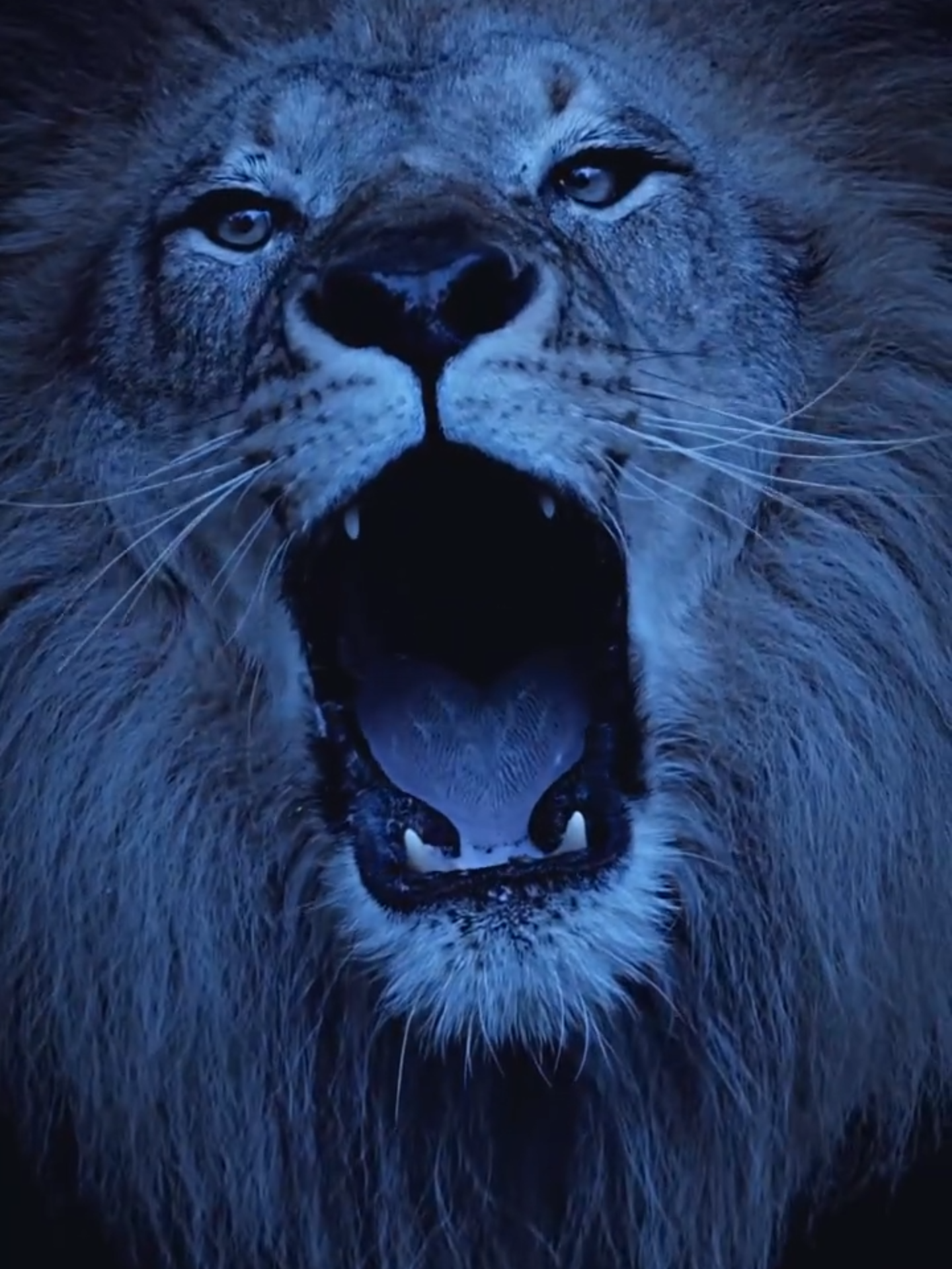 Pin by Muawiya Baloch on Pins criados por você in 2025   Scary animals, Lion live wallpaper#LiveWallpaper #MobileWallpaper #AndroidWallpaper #iOSWallpaper #WallpaperHD #MobileBackgrounds #PhoneWallpaper #TabletWallpaper #SmartphoneWallpaper #MobileThemes #WallpaperApps #LiveWallpapersForAndroid #LiveWallpapersForiOS #AnimatedWallpapers #3DWallpapers #HDWallpapers #QHDWallpapers #4KWallpapers #MobilePhoneWallpaper #MobilePhoneBackground #WallpaperForMobile #WallpaperForAndroid #WallpaperForiOS #LiveWallpaperAndroid #LiveWallpaperiOS #WallpaperHDAndroid #WallpaperHDIOS #MobileWallpaperHD #MobileBackgroundHD #PhoneWallpaperHD #TabletWallpaperHD #SmartphoneWallpaperHD #MobileThemesHD #WallpaperAppsHD #LiveWallpapersForAndroidHD #LiveWallpapersForiOSHD #AnimatedWallpapers