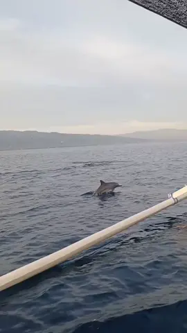 #lovina #viral #dolphinwatching #bali #dolphintour #pyfffffffffffffffffffffffffffffffff 