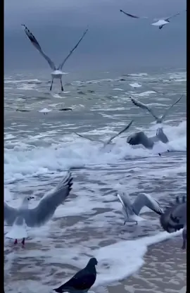 🎧 Kool & The Gang - Cherish ❤️ #nostalgia #romanticas #Flashback #anos80  @Love Songs 