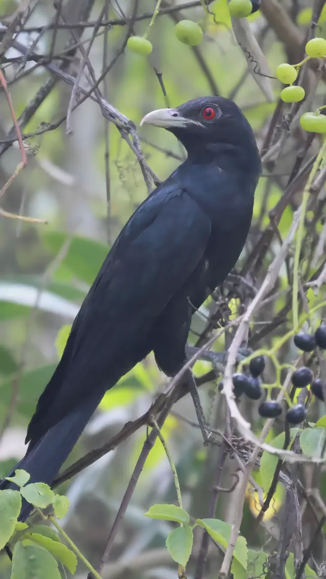 ialah burung dari keluarga cuckoo (Cuculidae) yang terdapat di Asia Tenggara. Ia merupakan burung parasit sarang, meletakkan telurnya dalam sarang gagak dan burung lain yang akan membesarkan anaknya. Habitat burung ini termasuk kawasan hutan terbuka, taman, kebun, dan kawasan perbandaran. Nama “koel” berasal daripada bunyi panggilannya yang unik dan ia sering disebut dalam puisi India dan Nepal. #birdsoftiktok #encyclopedia #birdphotography #malaysiaphotography #birdingtok #burung #burungapatuman #wildlifephotography #birdermalaysia #birdinglife #my_photograpy #birding 