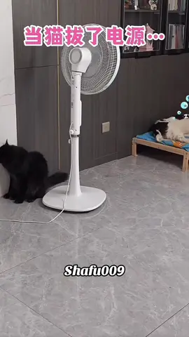 #粉丝一千万#pet#pets#cute#funny#viral#dog#funnydog#funnyvideos#foryou#IoI#fyp#fypシ゚ 
