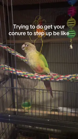 Why was he shaking like that!? #conuresoftiktok #conure #funny #viral #greencheekconure #birdsoftiktok #bird #pingu #pinguthegreencheekconure #coyotepeterson 