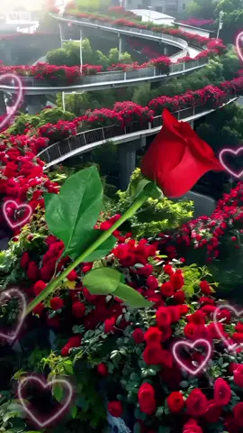 #viralvideo #vairalvideo #viraltiktok #tiktok #trending #foryou 
