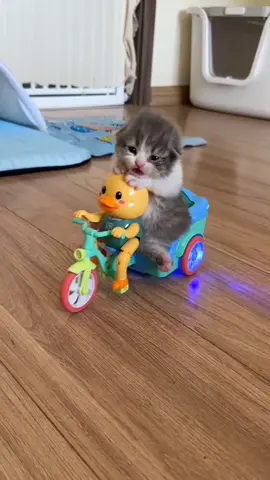 #catsoftiktok#catlover #kucinglucu#kucingimut #kucingku#foryou#fyp #tiktok#viral#kucinggemoy #tiktokindonesia#