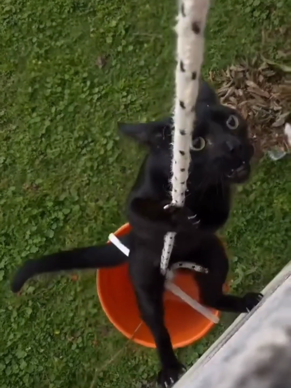 #cat #cute #catvideo #cutcat #funny #pet #funnyvideo #kitty #foryou  #keşfetbeniöneçıkar 
