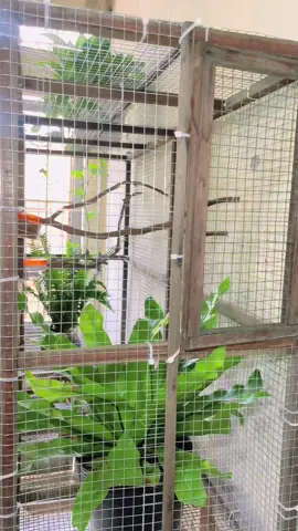 Các em có chổ ở mới #choethan #choethannon #chimcanh #avi #longchimdep #thaitrongnghia94 #xuhuong 