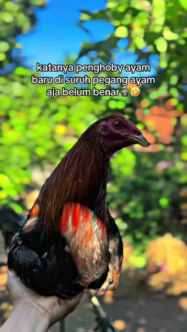 cuman konten wii🤣🙏🏻#ayamimportfilipin🇵🇭 #bali #indonesia #fyp #fypage 