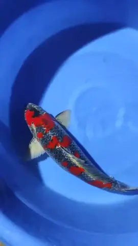 Ghosiki jumbo male available #koikediri #koiblitar #koitulungagung #koiindonesia #koidoitsu #koishushui #koishowa #koilokal #tiktokviral #fyp 