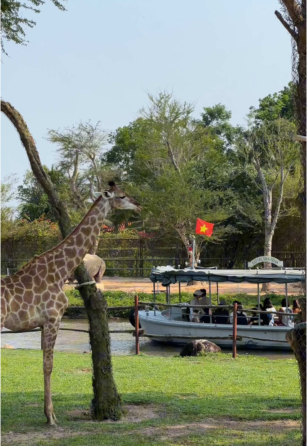 Место, где я почувствовала себя ребенком, радующемся каждому животному ❤️ При всей моей нелюбви к зоопаркам, к таким сафари я отношусь спокойно. Видно, что животные находятся в своей среде обитания, а мы просто проезжали мимо и смотрели за их жизнью. Покормила жирафа, увидела лемуров из Мадагаскара, почти погладила капибар 🥹 #дананг #хойан #винперл #данангвьетнам #вьетнам #vinpearl #vinpearlsafari #phuquoc 