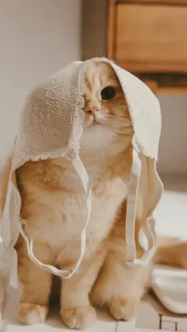 #CapCut #kucingtiktok #catslovers #catsvideo #Love #cats #4u #cat #catlovers #fyppppppppppppppppppppppp 