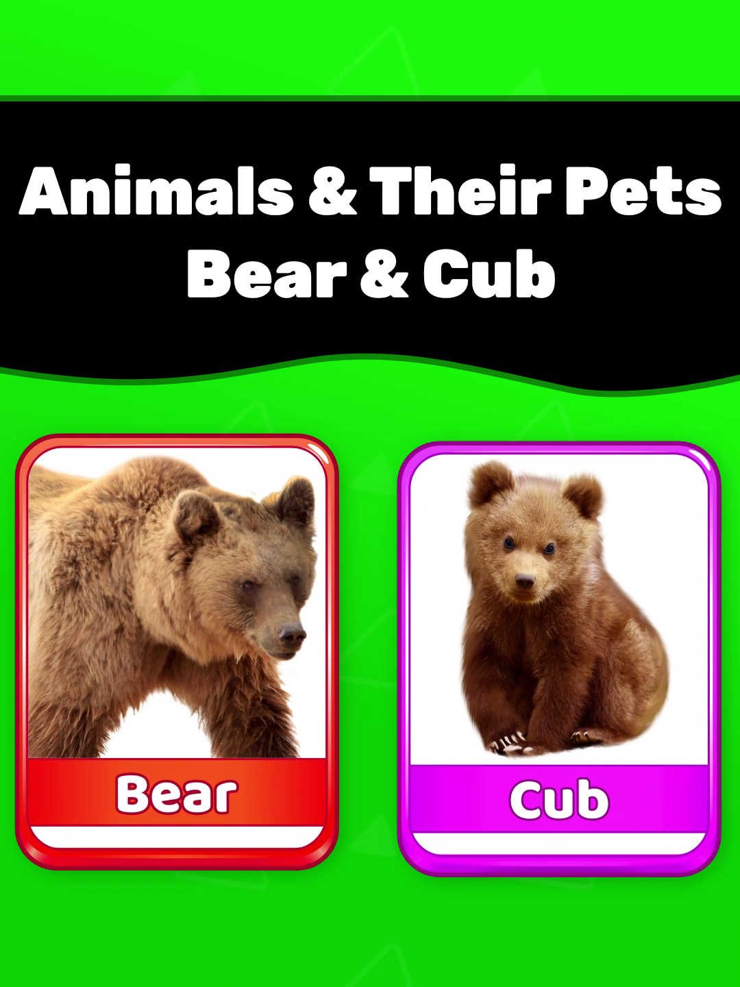 Do you know what a baby bear is called? 🐻👶 Let’s learn animals & their babies together! 🐾🎉 #animalbabies #learnwithtiktok #toddlerfun #earlychildhoodeducation #kidslearning #funlearning #vocabulary #englishforkids #learnenglish #learningenglish #englishwords #phonics #kinder #children #prekteacher #preschool #homeschooling #backtoschool #toddleractivities #firstwords #educational #kidsoftiktok #kidsvideos #tiktokteacher #toddlersoftiktok #EduTok #toddlertok #tiktokforkids #viralvideos #fyp #lucasandfriends