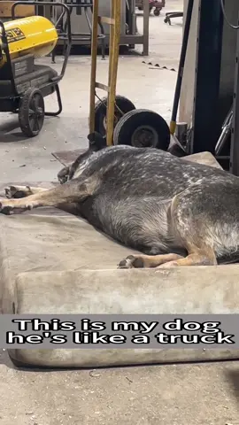 Look at that fat dog🐶🐶#dog #dogsoftiktok #fatdog #funnydog #funnyanimals #fyp #foryou #pet 