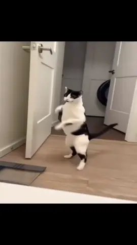 Not even Ai #cattok #bath #scaredycat #catdance 
