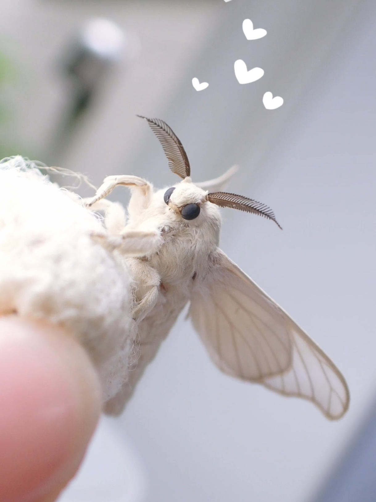 カイコの可愛さを世界に伝えたい！！！ #カイコ #カイコガ #蚕 #蛾 #虫活 #silkworm #cutebug 