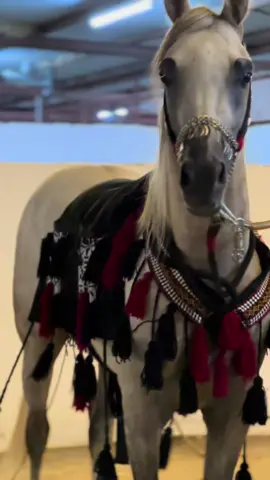 #ماشاءالله_تبارك_الله #مالي_خلق_احط_هاشتاقات🦦 