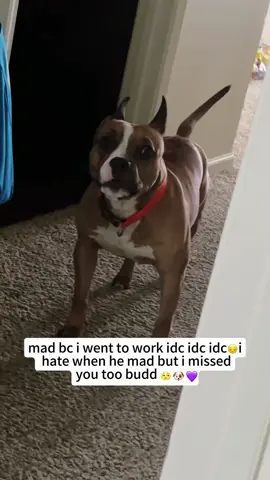 Argue with your dog. 🐶🤣#dog#funny#funnyanimals#funnypets#animals #dogsofttiktok #pet #foryou #longervideos