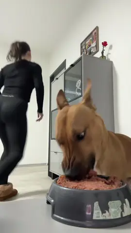 The dog chose the food😂#dog #dogsoftiktok #fpyシ #pet #funnyanimals #tiktok #foryou #funnyvideos 