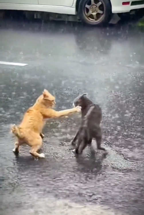 Cat WWE second half 🥊 (Please select the hero you want to fight😼)#pet #fyp #funnyvideos #catsoftiktok #cute #cat #funny #foyou #WWE #UFC #tiktok #PetsOfTikTok #catlover #catsoftiktiok 