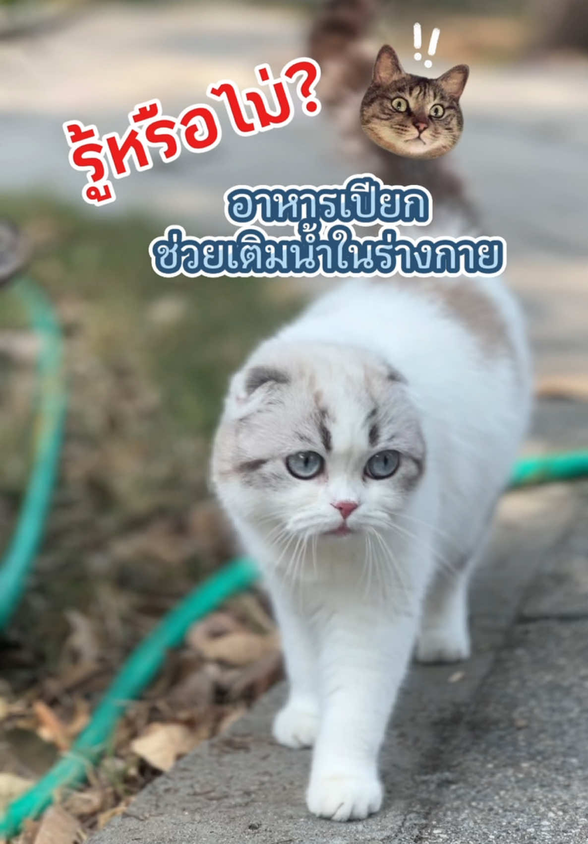รีวิวจากผู้อีทจริง !  Cat’s Taste เสิร์ฟมาแบบ “เทสต์ไม่ซ้ำ ทุกคำทำถึง“ ทุกสูตรเราคิดมาแล้วว่าน้องแมวต้องเลิฟ อาหารแมวคุณภาพที่ผลิตจากเนื้อปลาทูน่าขาวล้วนเกรด Human-grade ไม่มีโซเดียม ไม่ใส่สารกันบูดและธัญพืช เพิ่มความมั่นใจทั้งเรื่องสุขภาพและรสชาติ โดดเด่นด้วยความหลากหลายของเนื้อสัมผัสและสูตรอาหารที่ตอบโจทย์แมวทุกวัย  #catstaste #คิดมาแล้วให้แมวlove #รีวิวจากผู้อีทจริง #catstasteอร่อยดีtastyทุกคํา #catstasteสุขภาพดีhealthyทุกคํา 