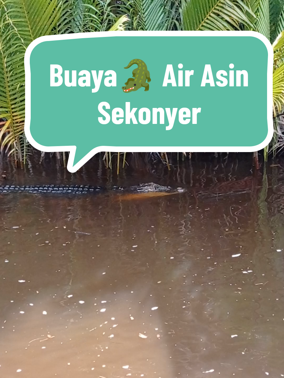 Jangan coba coba berenang di Sekoyer, selain buaya Sapit ada Buaya Air Asin yang Besar. #fyp #guiding #indonesia #kalimantan #tour #sekonyer #buayamuara 