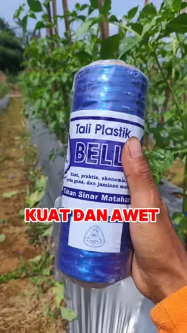 Tali plastik Bell untuk tali lanjaran atau ajir cabe, tomat, timum dan tanaman lainnya #cabe #petani #pertanian #petanimuda #petanimilenial #petaniindonesia🇮🇩🇮🇩🇮🇩🌿🌿 #agriculture #farm 