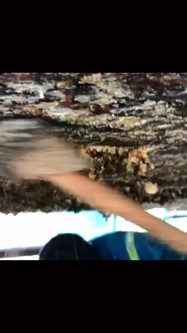 Satisfying Barnacles removing ASMR video #asmr #asmrsounds  #boat #ship #shipcleaning #satisfying #satisfyingvideo 