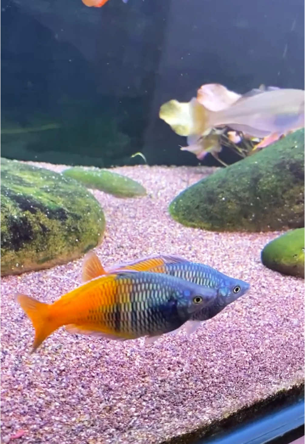 Melanotaenia Boesemani #rainbowfish #boesemanirainbowfish #fishtank #aquarium