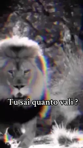 Tu sai quanto vali? Allora smetti di rispondere a chi vuole solo trascinarti giù. Un leone non perde tempo con le iene. Non per paura… ma per dignità. ⚠️ Se senti che è il tuo momento, clicca il link in bio e scarica l’eBook RIS. Il risveglio comincia adesso. 🦁 #RIS – Il coraggio non si compra, si costruisce #TuSaiQuantoVali  #RISMotivation  #MentalitàDaLeone  #FrasiPotenti  #VideoMotivazionale  #RisvegliaLaBestia  #LeadershipSilenziosa  #MotivazioneItaliana  #DisciplinaPrimaDiTutto  #RisIlCoraggioSiCostruisce 