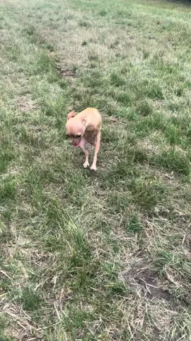 🎉 Roo Roo’s Wheelchair Has Been Ordered! 🦽💖I am  SO excited to share that Roo Roo’s custom wheelchair is ordered and it should be here in 3 to 4 weeks, and we’ll keep you all updated every step of the way. 🐾 Thank you from the bottom of our hearts to everyone who donated, shared her story, or just sent love her way. You’ve made this possible for this sweet girl and we are beyond grateful. Roo Roo can’t wait to zoom around and show off her new wheels! 💨💕 #RooRooTheChihuahua #TwoLeggedDog #dogsoftiktok 