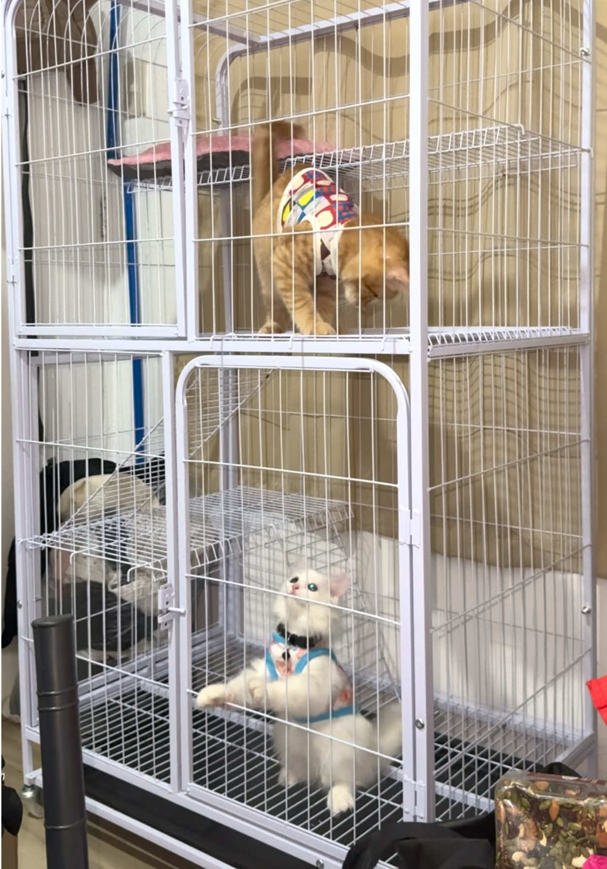 Worth it talaga ang mura compare sa mall 🥰 #petcage #cage #fyp #furbaby #furbabycage #tiktokfinds 