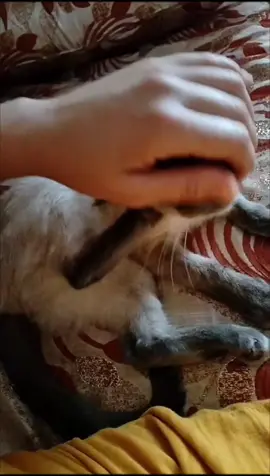 #capcut_edit #bejaia06_la_kabyle💪♓❤️ #algeria #chats #siamois 