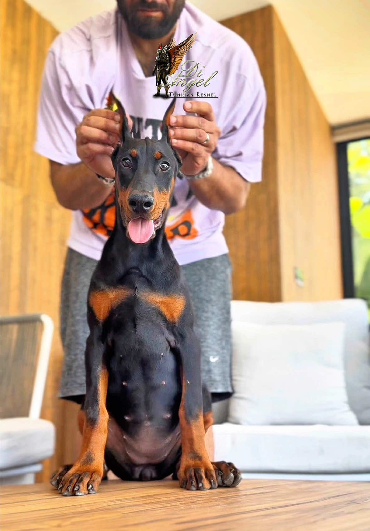 DOBERMAN GANG  4 months 👌🏼✌🏻 +21690398598  #doberman #dobs #blackandtan #tunis #tunisia #algeria #croppedears 🙈 #dobermann #kennel #puppy@🇹🇳Sayed.K9🇩🇿 @L A C A M O R A😡😡 @Nadhmi Ghannem @Mohamed Suissi @🎖️ Ghaith 🎖️ @Blaise @Animaux D'abord @🇱🇾Fakri Jlasi🇹🇳 @🏅 HUMMER 🧿 & 😾 RAMBO 👀 