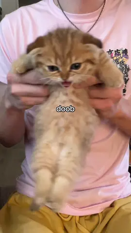 look at that belly #fyppppppppppppppppppppppppppppppppppp #kitten #catsoftiktok #doobscoobgoob #fypシ゚viral 