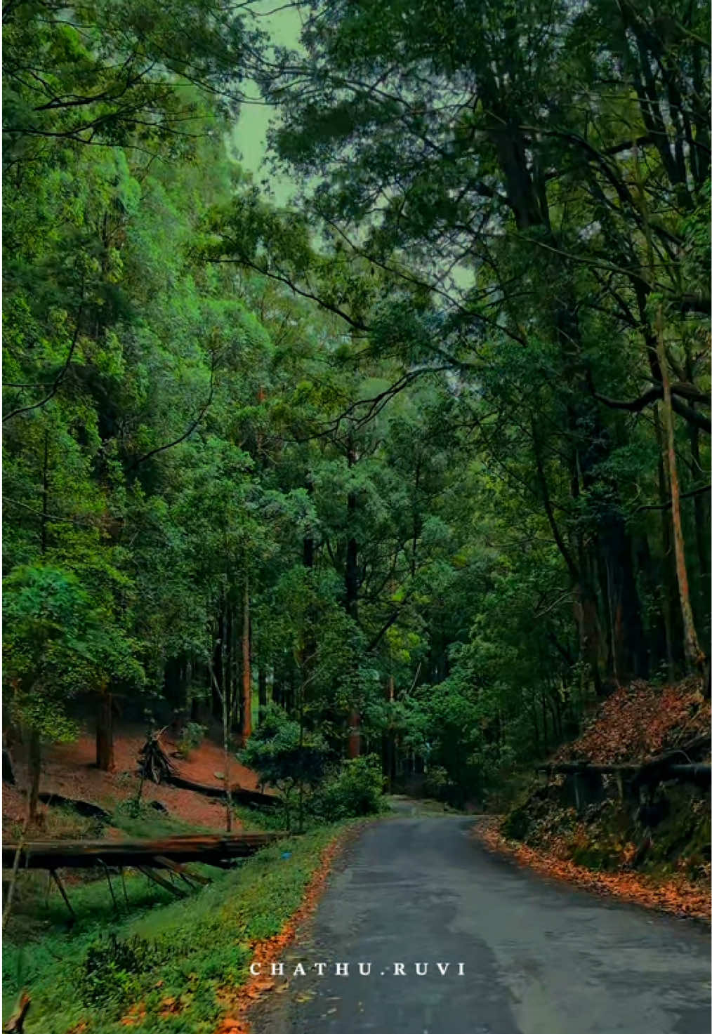 අධිමාත්‍රාවෙන් සොබාදහමට ළං වුණාම ඇස් හොයන්නෙම කොළපාට... 🥹💚🍃 . . . . . #nature #naturevibes #naturebeauty #greennature #peace #clam #quit #roadtrip #forestinn #view #travellife #traveller #foryou #foryoupage #fyp #viral #chathuruvi #ohiya #srilanka 🇱🇰