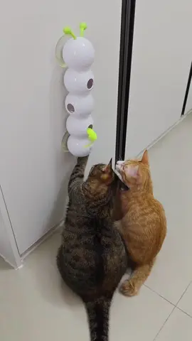🐛⚡ **Self-play mode: ACTIVATED!** 🤖😻 Let your kitty chase, pounce, and *obsess* over the ** Smart Caterpillar Toy**! This suction-cup-powered wiggler uses *motion sensors* to dart and dance—keeping cats entertained for hours (even when you’re busy!). 🔋🎉  👉 **SWIPE** to see it in action—*chaos guaranteed*!  ✨ **Smart sensor tech** = endless unpredictable moves!  ✨ **Rechargeable** = no battery hassle.  ✨ **Suction cup base** = stays put during wild play!  💬 Comment “CATERPILLAR” to treat your cat to this spring’s *must-have* toy! 🌸  #SmartCatToys #allforpaws #CaterpillarChaos #CatLovers #SelfEntertainment #PetTech #PlaytimePerfection  —  **P.S.** Warning: May cause *extreme* zoomies, midnight “hunts,” and a cat demanding CEO status. 😼🌙