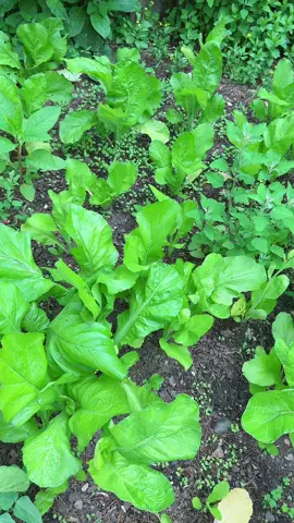 #nepalisong #gardening #saag  ❤️❤️aafnai Bariko saag 😍