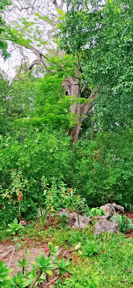 Amo la naturaleza. Árbol de flamboyan... #Naturaleza #Árbol #Flamboyan #arboldeflamboyan #Tekom #Yucatán 