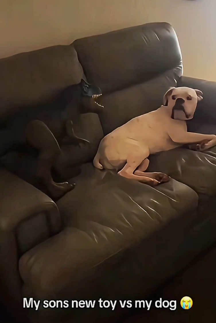 Try not to laugh 😂😂😂 #funny #animals #funnypets #funnyanimals #catsoftiktok #funnytiktok #cat #haha #dog #pet #funnyvideos 