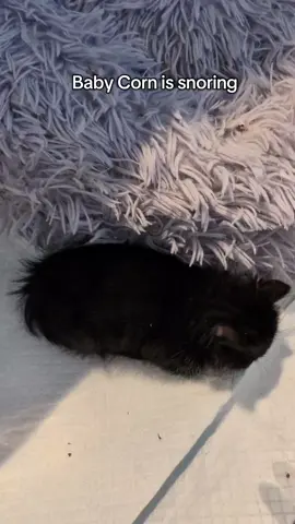 Baby Corn ate so much that he fell asleep near his bowl and started snoring. #babycorncat #wobblykitten #kitten #blackkitten #voidcat 