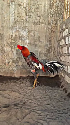 saran nama yang cocok om ?  barang kali bisa bawa hoky #pakhoydurianmanoop #bkselatan #phanat #phanatkhoy #fypppppppppppppppppppppp #CapCut #tiktokviral #pluckerupgrade 