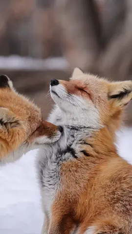 🦊🦊🦊fox 2025/3  キタキツネ 北きつね牧場 #キツネ #fox #volpe #fuchs #여우 #狐狸   #キタキツネ #写真好きな人と繋がりたい#動物 #動物好きな人と繋がりたい＃可愛い動物#動物園 #redfox #animal #foxlove #foxes_club #cutefox #foxes