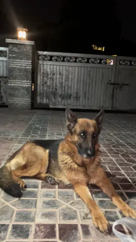 Dosti 🥺♥️#evileyesoff🧿🖤 #unfrezzmyaccount #vp1🏆 #foryoupage #germanshepherdsoftiktok 