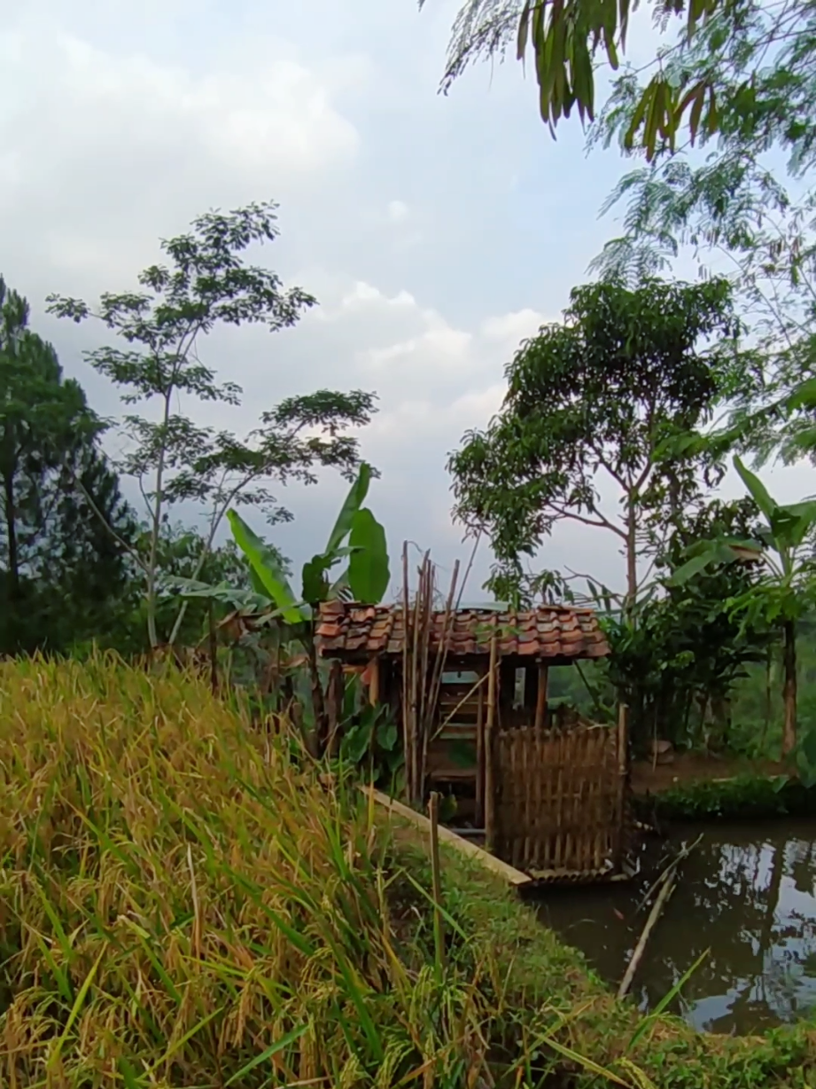 Harita basa Uih ti kebon batur #pesawahan #fypシ゚ #pemandangan #foryou #4u  #pedesaan #galunggung #fouryoupage #tasikmalaya_jawabarat #fyp 