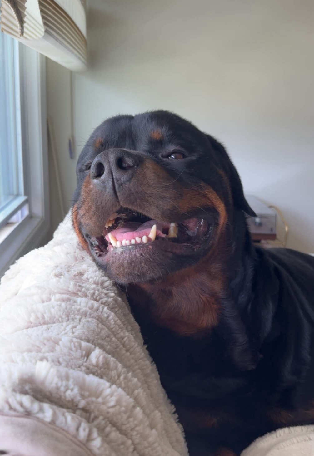He’s like “do we need to call the ambulance?” 😭🥹 #rottweiler #rottweilerlife #rottiemom #dogloversoftiktok #bigdogsoftiktok 