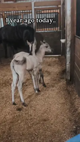 #foals #twins #twinfoals #horses #horse #breedingseason 