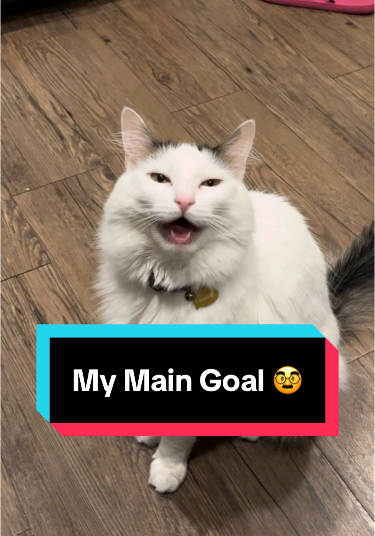 My main goal 🥅 is to blow up 📸 and then 🫣 act like 🎭 I don’t know 🤷‍♂️ no nobody 🤣🤣🤣 (ib: @jaciholsted) #cat #meme #stopmotion #melonnfinn #fyp 