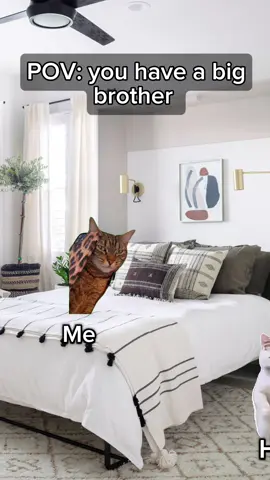 #cats #cattok #catmeme #family 