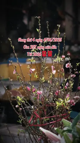 Còn 257 ngày nữa nha các tình yeuu #tet2026 #nhacxuan #nhachaymoingay 
