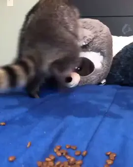 #raccoon #trashpanda #animals #fyp #fypシ #raccoonsoftiktok #maurmaur #kpop #twicemomo 