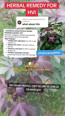 Replying to @reginaakambiyose #doctarapha #jatropha #remedies #fypv #healthbenefits #herbst 